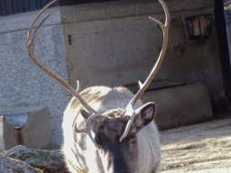 Tiergarten Schönbrunn am 27.01.2026